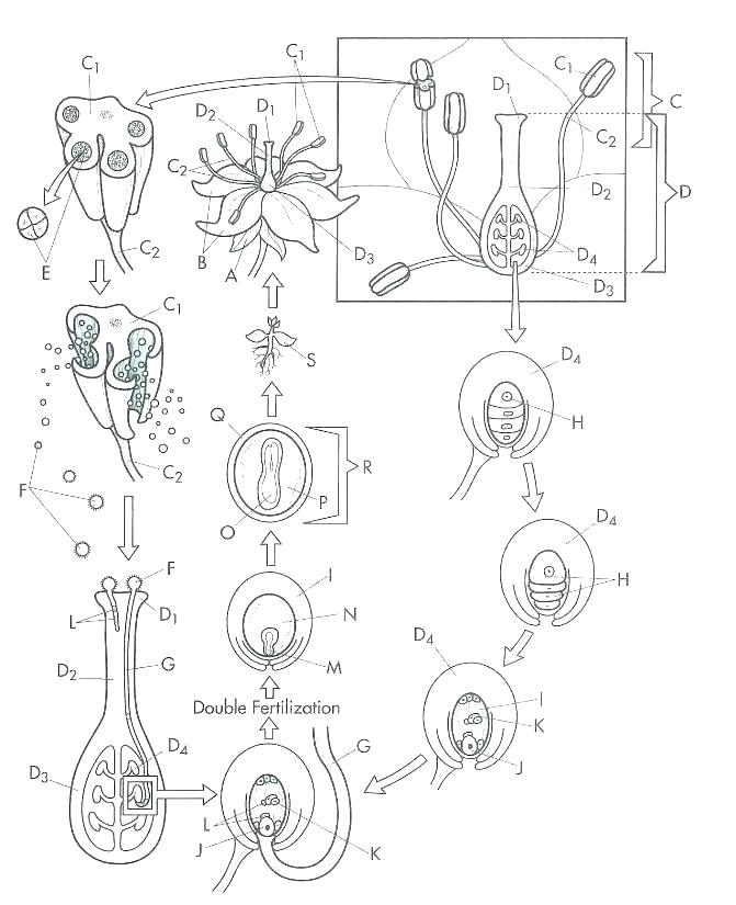 671x825 Division Coloring Pages Cell Coloring Page Biology Coloring Book