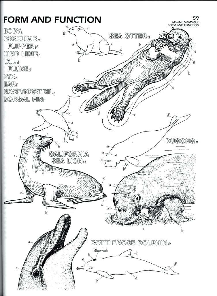 753x1024 Marine Biology Coloring Pages Marine Coloring Pages Marine Biology