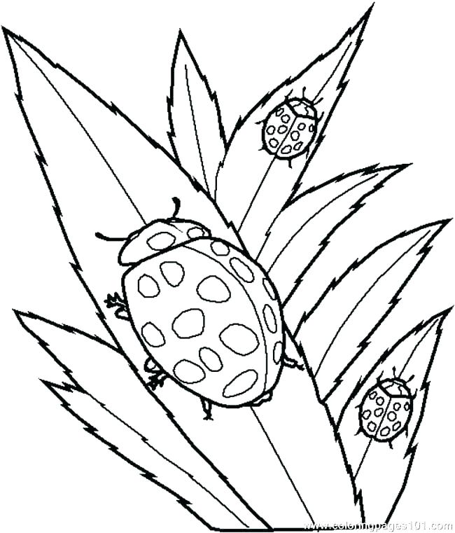 650x761 Marvellous Leaf Printable Coloring Pages Human Cell Coloring Page