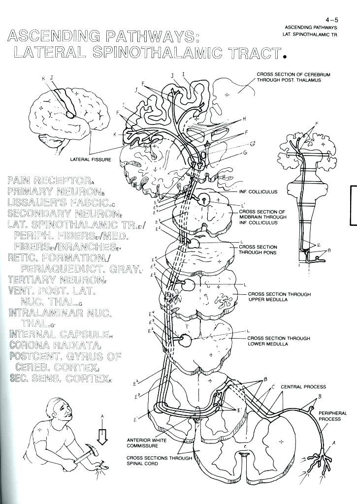 725x1024 Biology Coloring Book