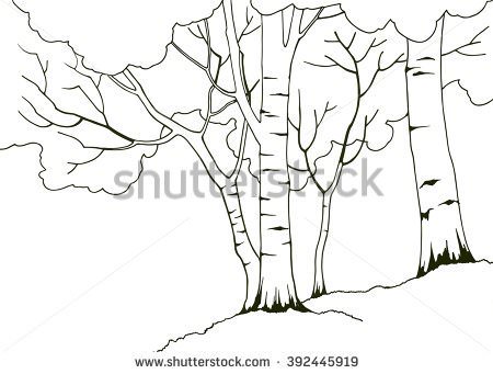 450x341 Birch Tree Coloring Page