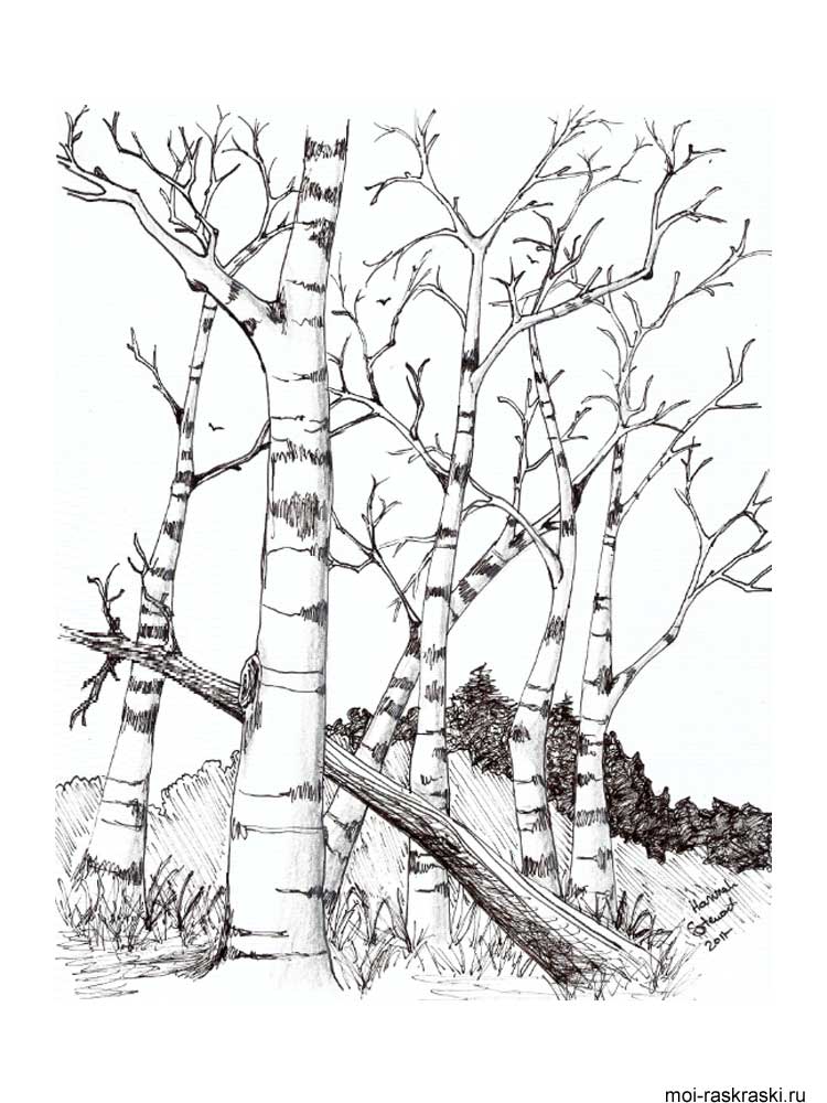 750x1000 Free Printable Birch Tree Coloring Pages For Kids