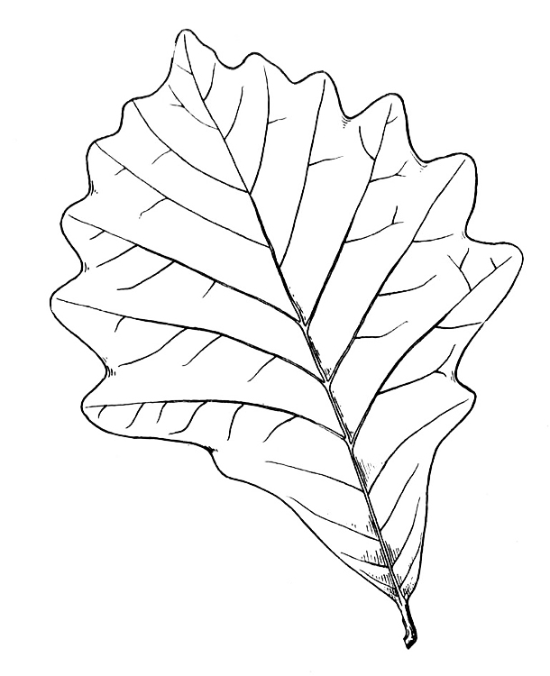 610x750 Tree Leaves Coloring Pages For Kids To Print For Free