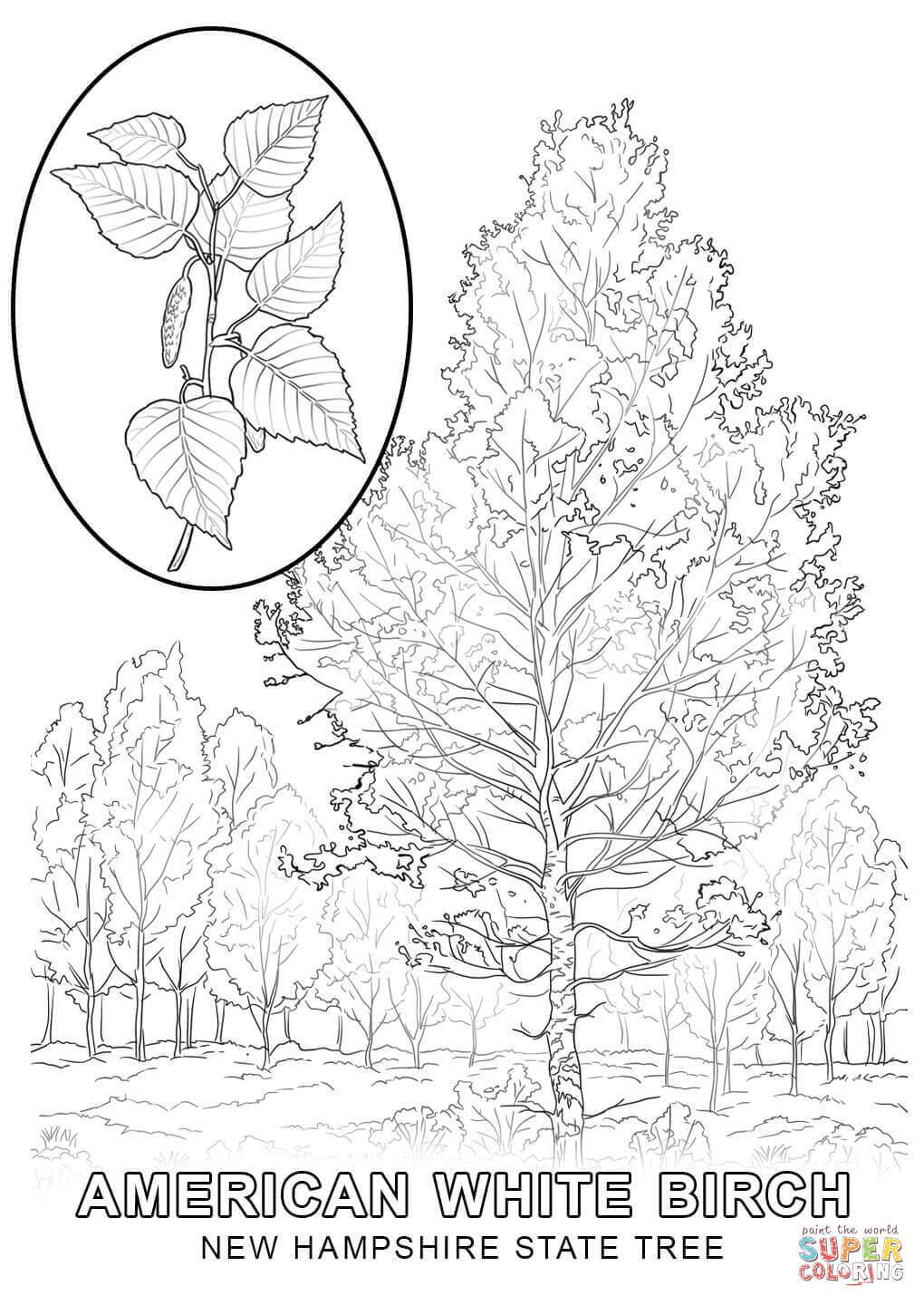 1020x1440 White Birch Tree Coloring Pages