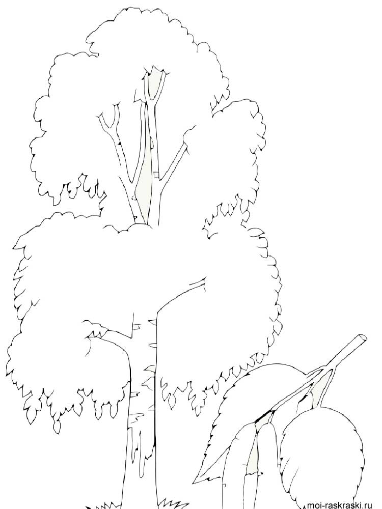 750x1000 Birch Tree Coloring Pages
