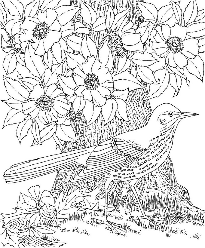 682x825 Adult Coloring Page Summer Bird