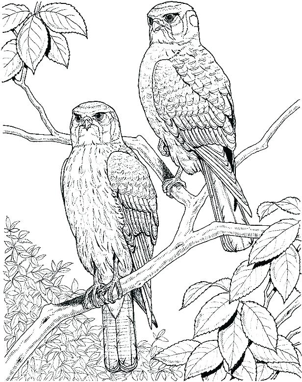 616x780 Coloring Page Of Birds S S S S Humming Coloring Page Bird Cage