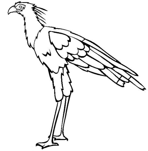 600x612 Secretary Bird Coloring Page Color Luna