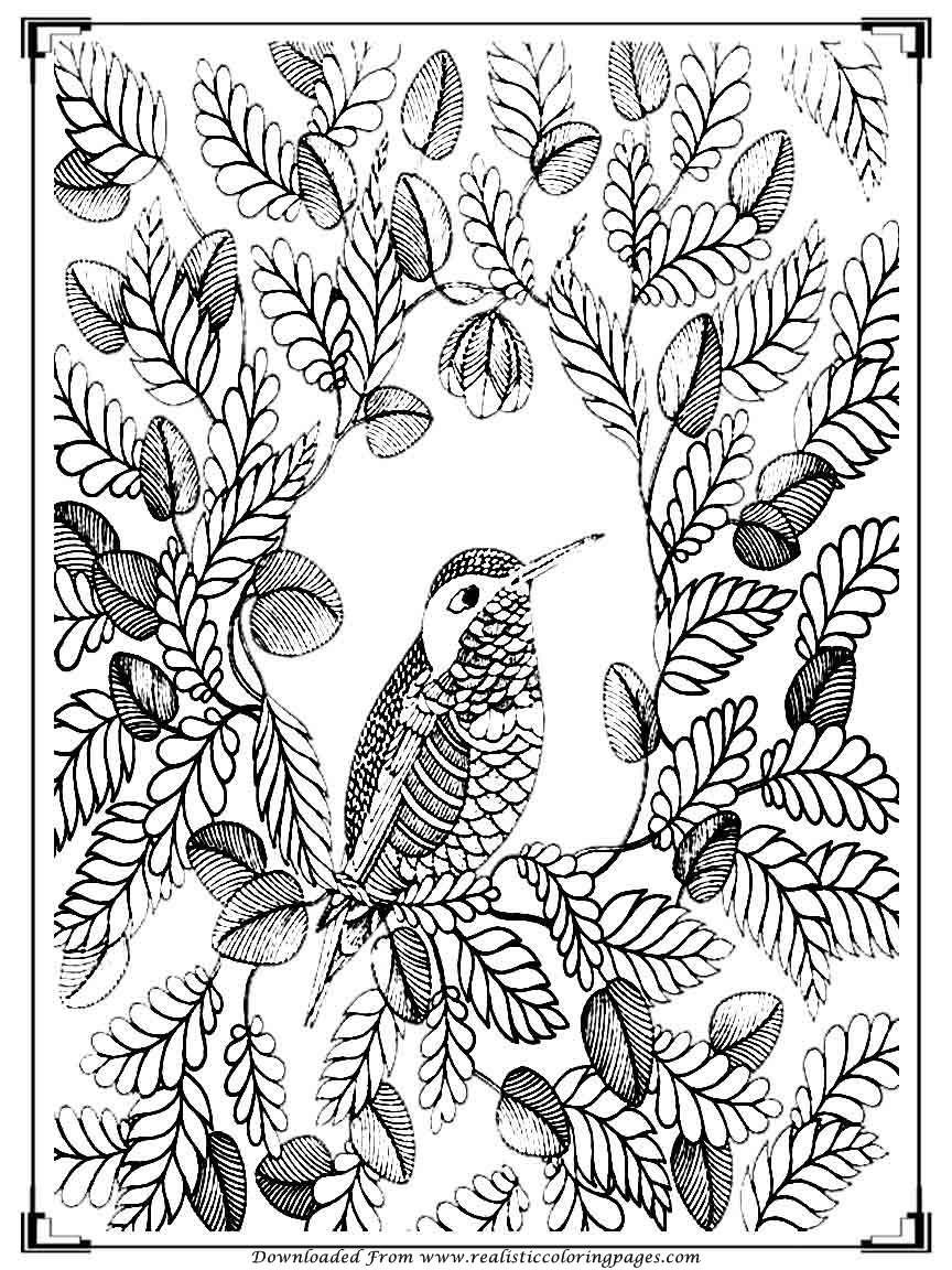 Bird Coloring Pages For Adults at GetDrawings | Free download