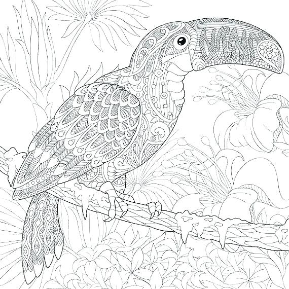 570x570 Toucan Coloring Page Bird Coloring Pages For Adults Packed