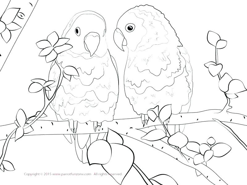 800x600 Bird Coloring Pages For Kids