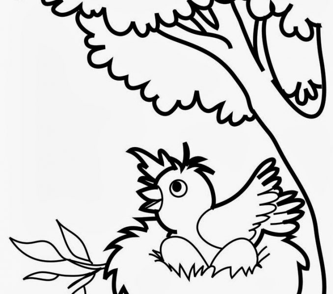 678x600 Bird Coloring Pages For Preschoolers Coloring Page