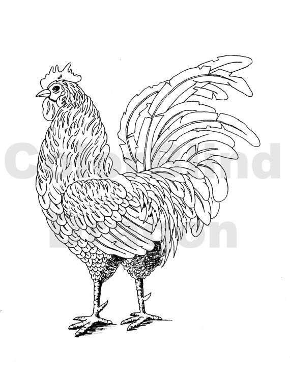 570x741 Chickens, Coloring Page, Coloring Pages, Hen, Rooster, Bird