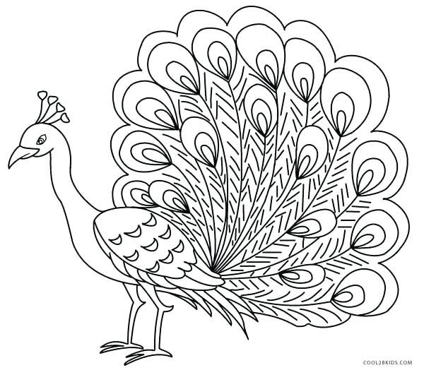 600x524 Peacock Pictures To Color Feather Free Printable Coloring Pages