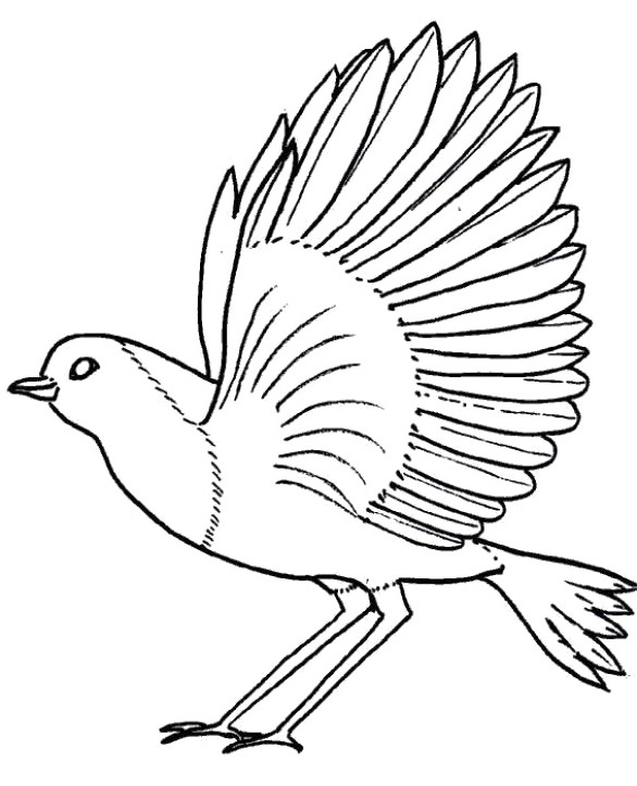 586x723 Bird Robin Fly Coloring Pages Birds Of A Feather Flock Together