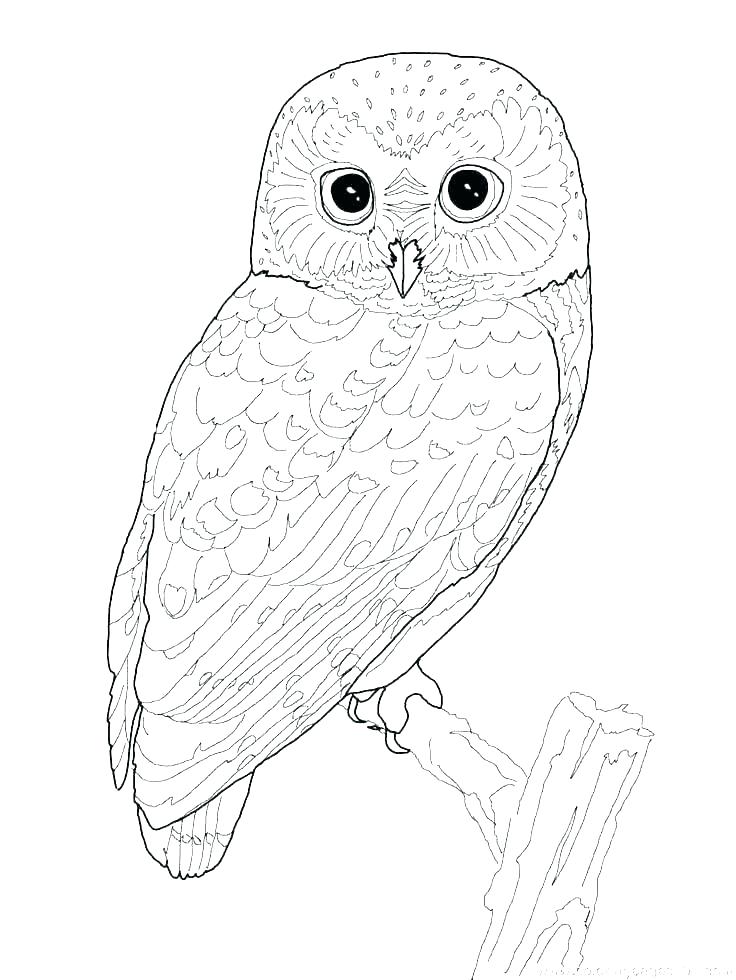 736x980 Coloring Pages Bird Coloring Pages Birds Coloring Bird Coloring