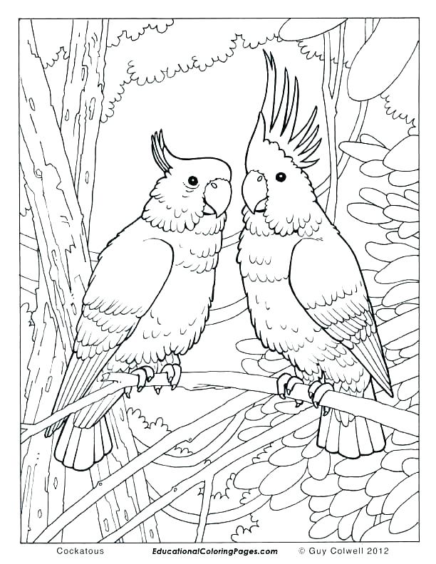 612x792 Coloring Pages Birds Coloring Pages Bird Feeders