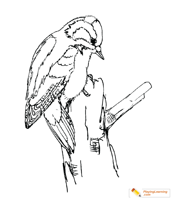 720x830 Downy Woodpecker Coloring Page For Kids