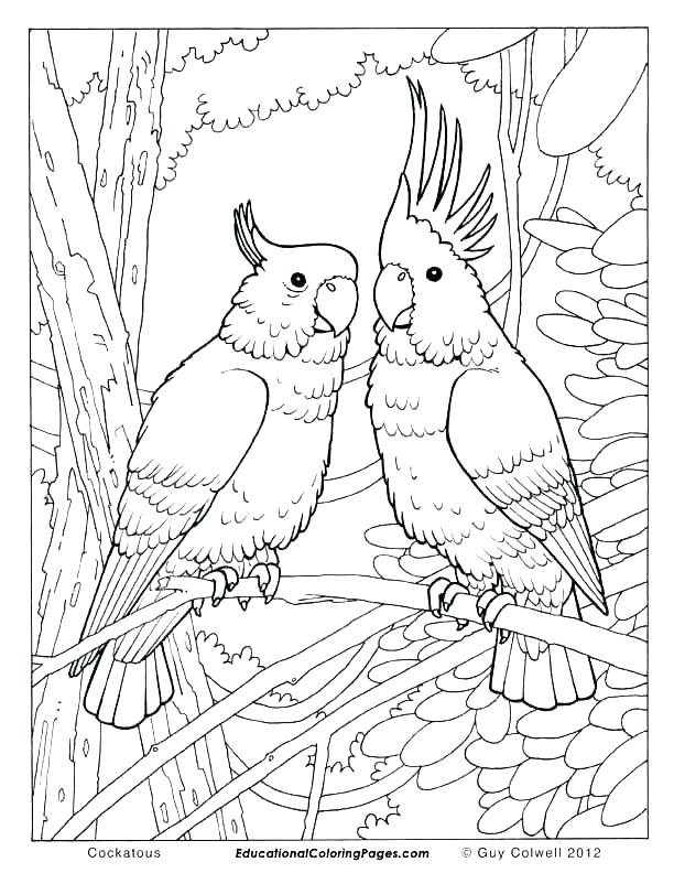 612x792 Coloring Page Of Birds