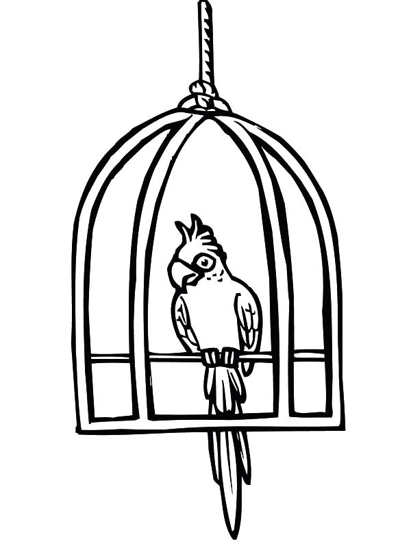 600x800 Parrot Cute Bird Cage Coloring Pages Best Place To Color