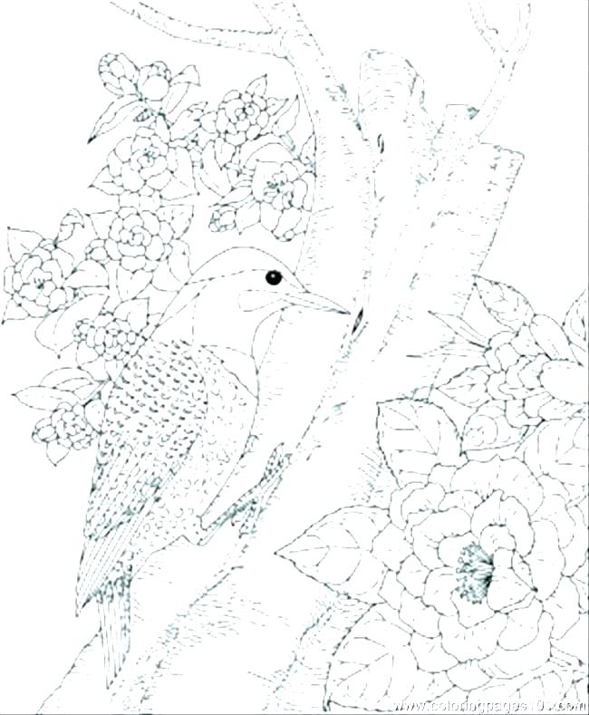 650x789 Coloring Coloring Page Of Birds Angry Pages Bird Cage Coloring