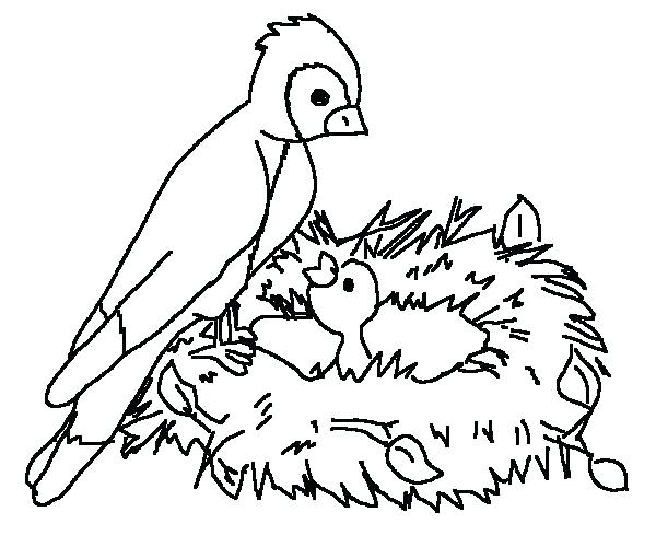 600x500 Bird Coloring Pages Plus Coloring Sheets Baby Bird Colouring