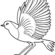 220x220 Bird Nest Coloring Pages