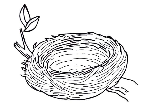600x454 Warm And Safe Bird Nest Coloring Pages Best Place To Color