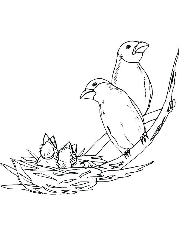 600x785 Bird Nest Coloring Page