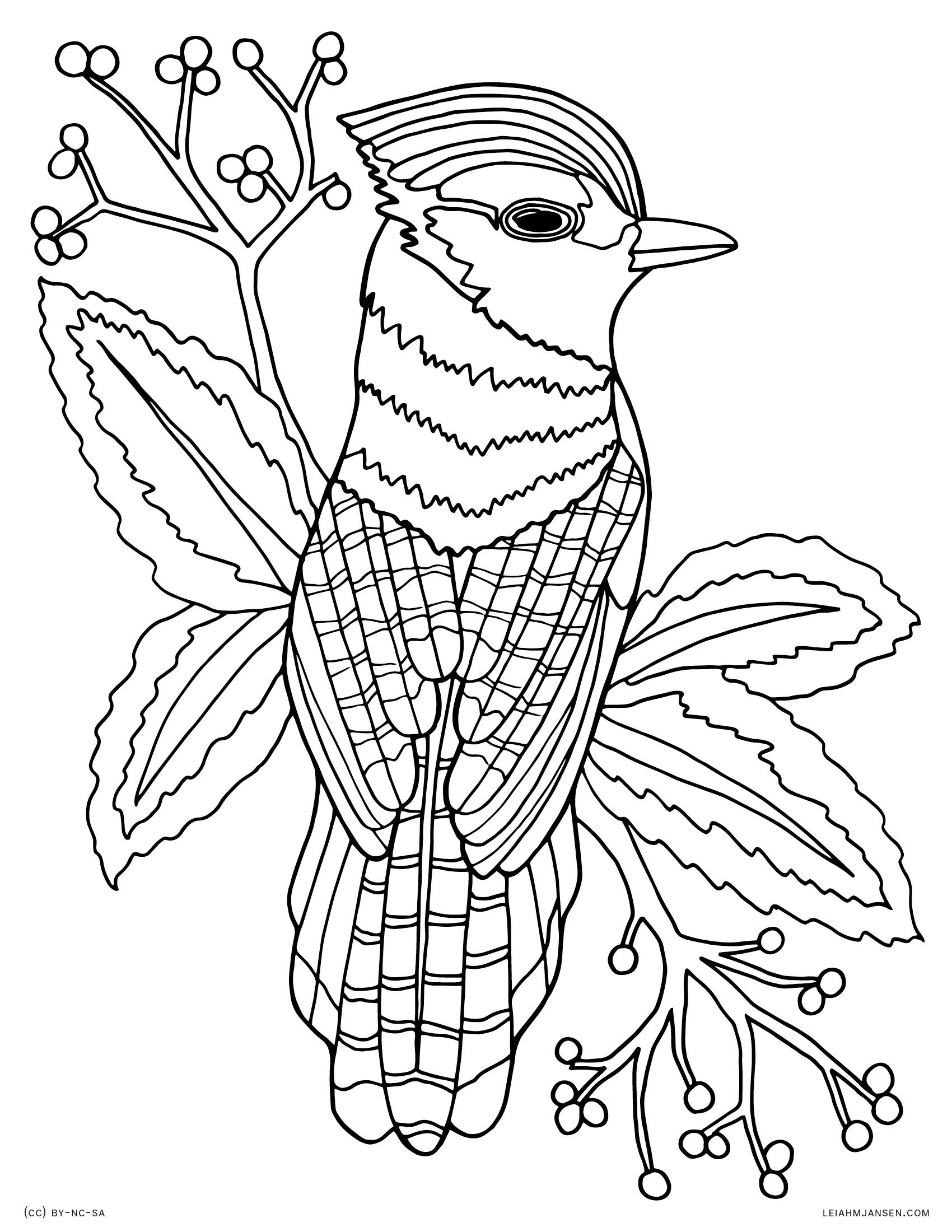 1700x2200 Bluejay Bird Realistic Blue Jay Drawing Free Printable Coloring