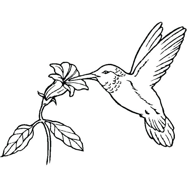 600x600 Coloring Pages Bird Of Paradise Sheets For Chapters Homeschooling