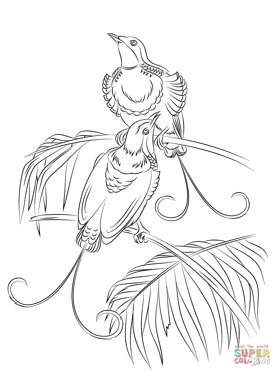 895x1200 King Of Hollands Bird Paradise Coloring Page Realistic Pages