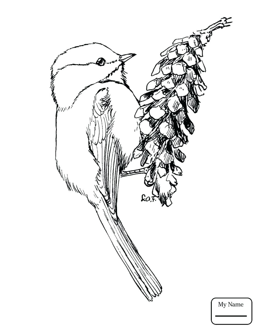 996x1277 Coloring Page Coloring Pages Birds Bird Of Paradise Colouring