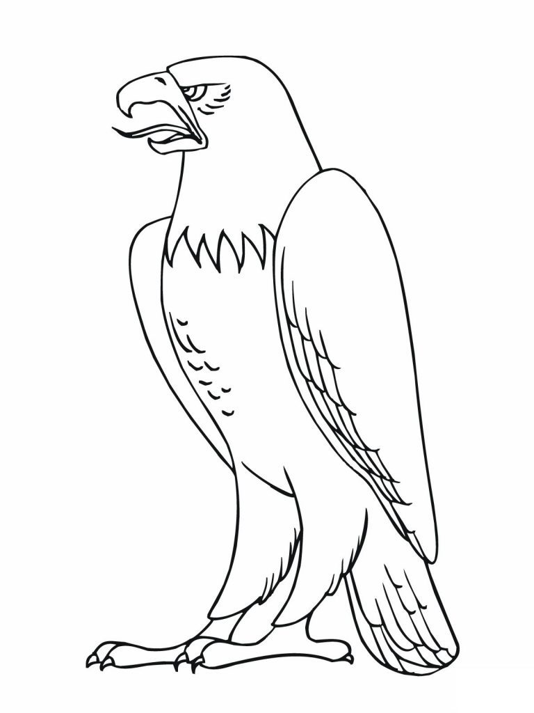 768x1024 Eagle Coloring Page Animal Pages In Birds Of Prey