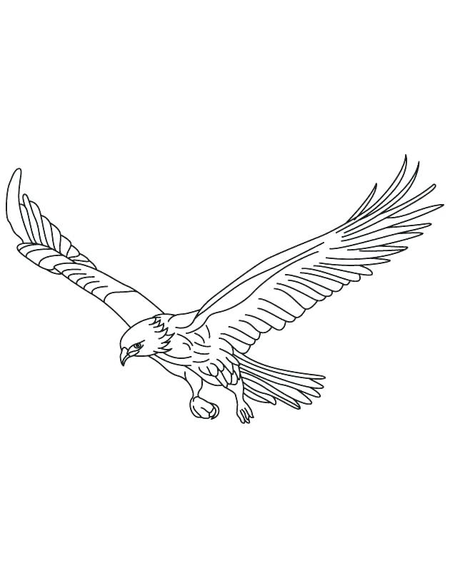 630x810 Hawk Coloring Pages Birds Of Prey Coloring Pages Hawk Coloring