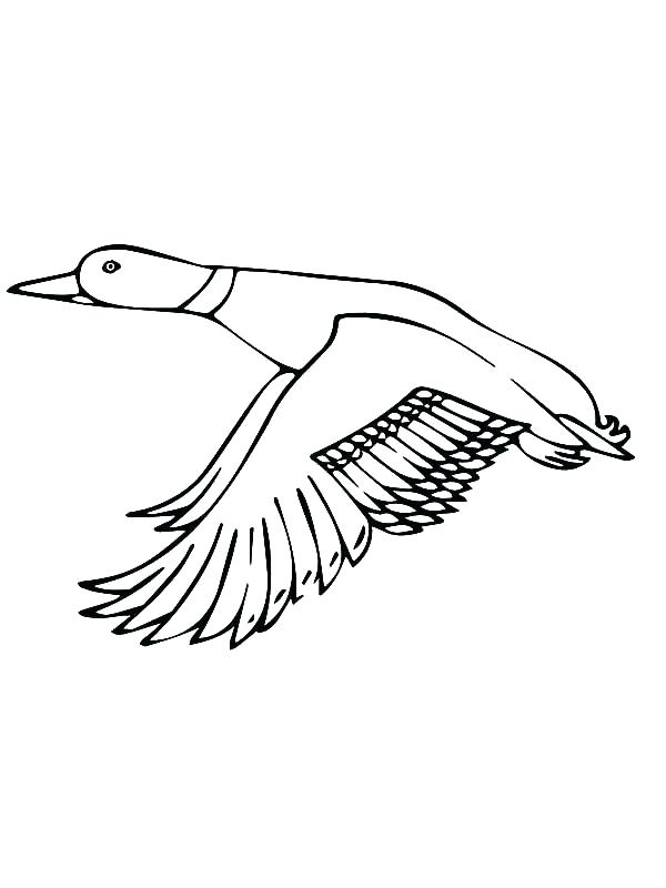 600x800 Super Wings Coloring Pages Plus Wing Coloring Pages Mallard Duck