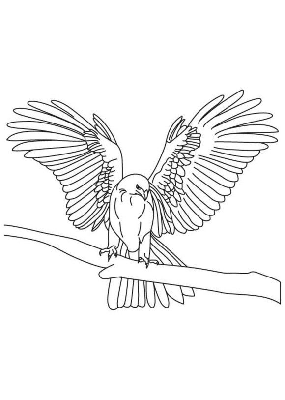 580x813 Tapered Wings Falcon Bird Coloring Pages Kleurplaat