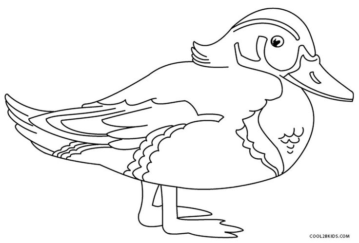736x499 Bird Wings Coloring Pages Free Free Coloring Sheets