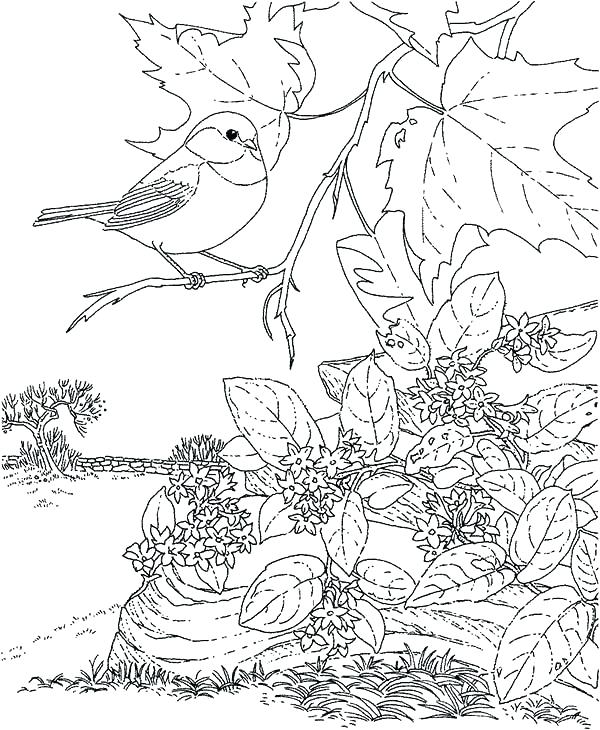 600x730 Birds Coloring Pages S Birdhouse Coloring Pages For Adults