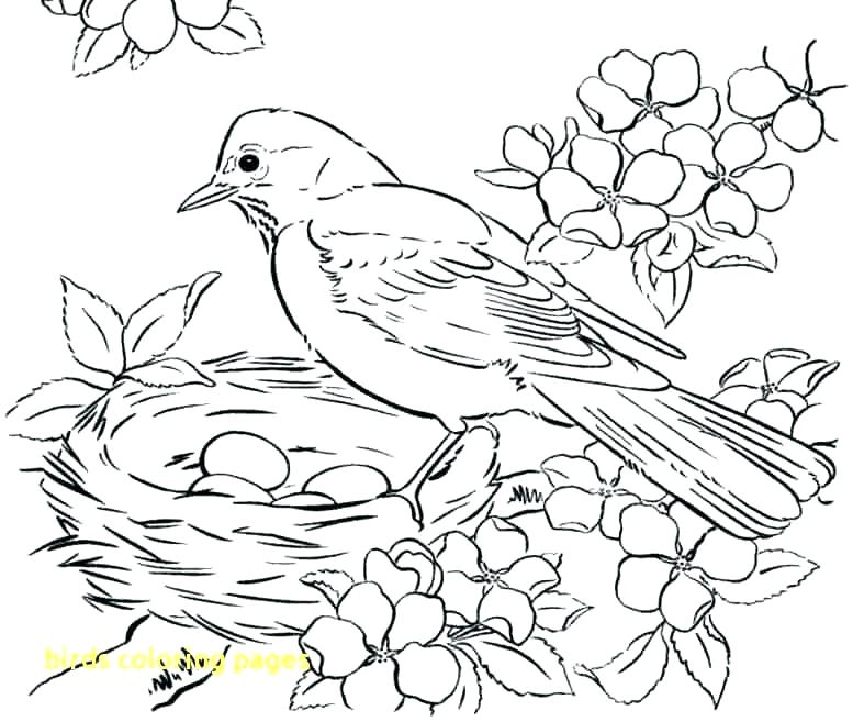 777x657 Coloring Page Of A Bird Incredible Ideas Coloring Pages Of Birds