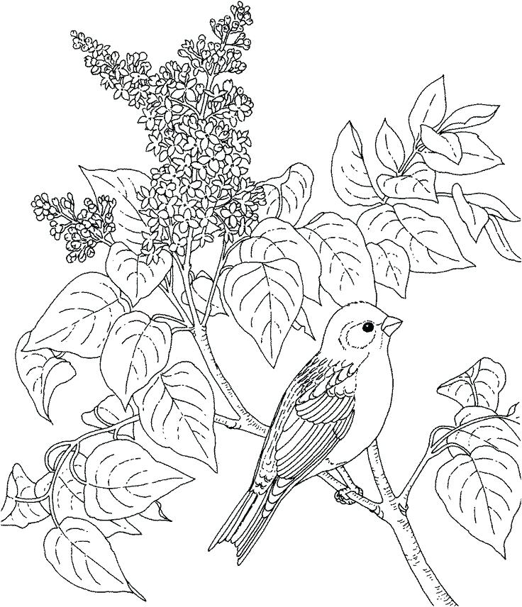 736x856 Coloring Pages Birds Flowers And Many Interesting