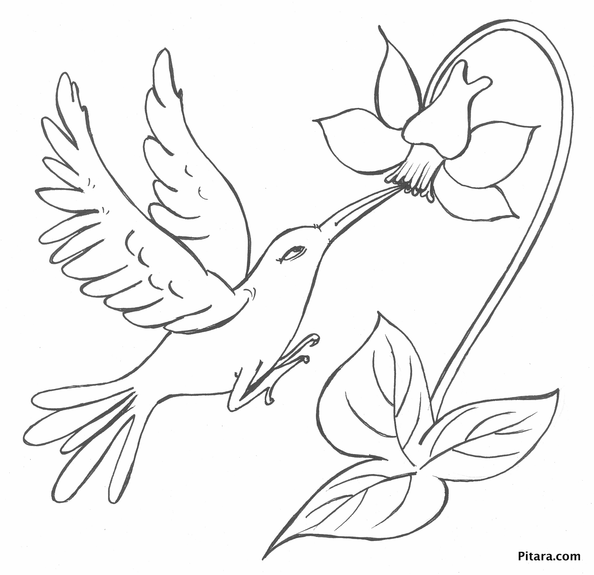 2264x2192 New Bird With Flower Coloring Page