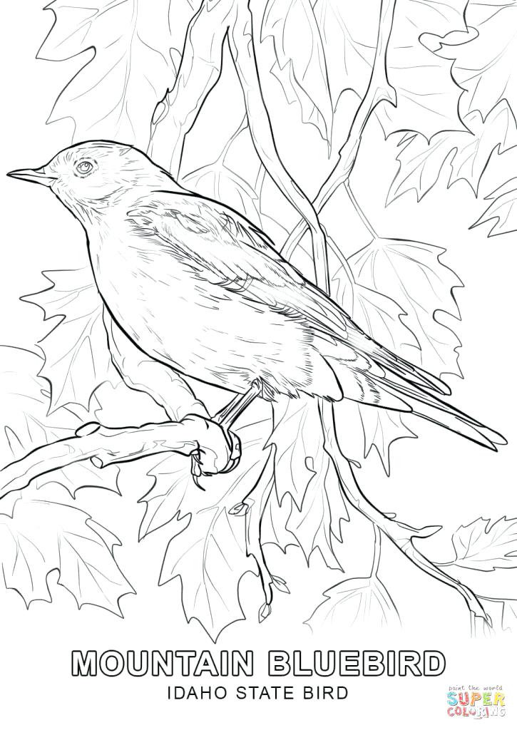 725x1024 State Bird Coloring Pages Happy State Bird Coloring Page Free