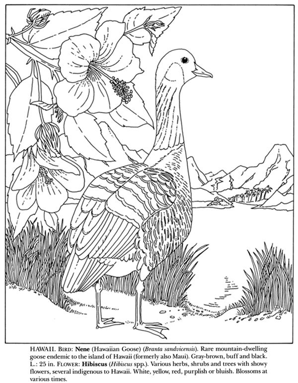 600x770 State Birds And Flowers Coloring Book Coloring Pages To Print