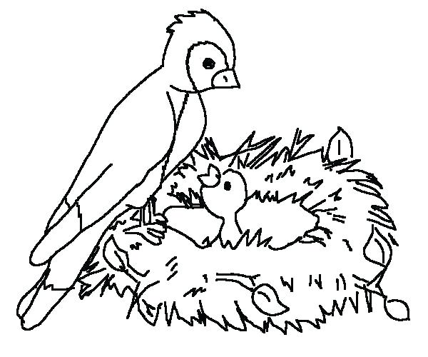 600x500 Robin Bird Coloring Pages Coloring Page Of A Bird Desert Birds