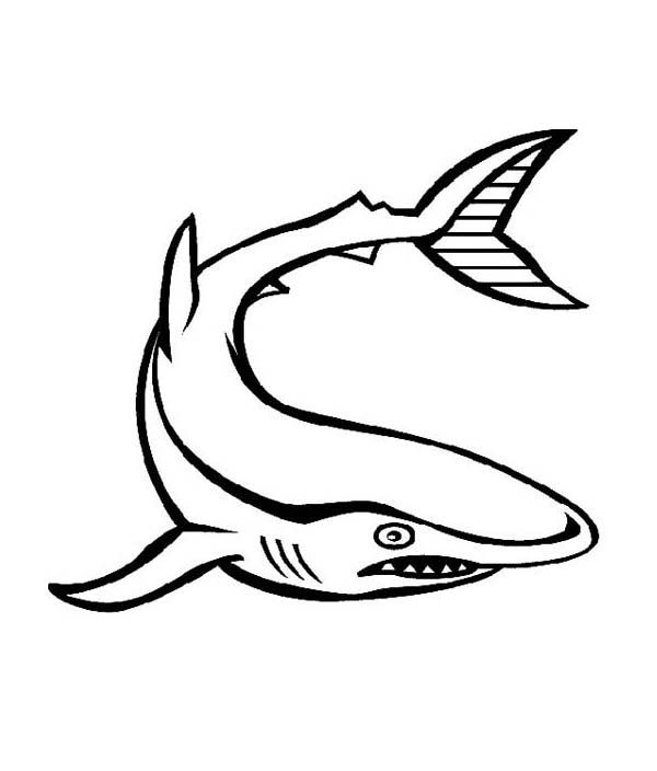 600x704 Ferocious Shark Sea Animals Coloring Page Coloring Pages
