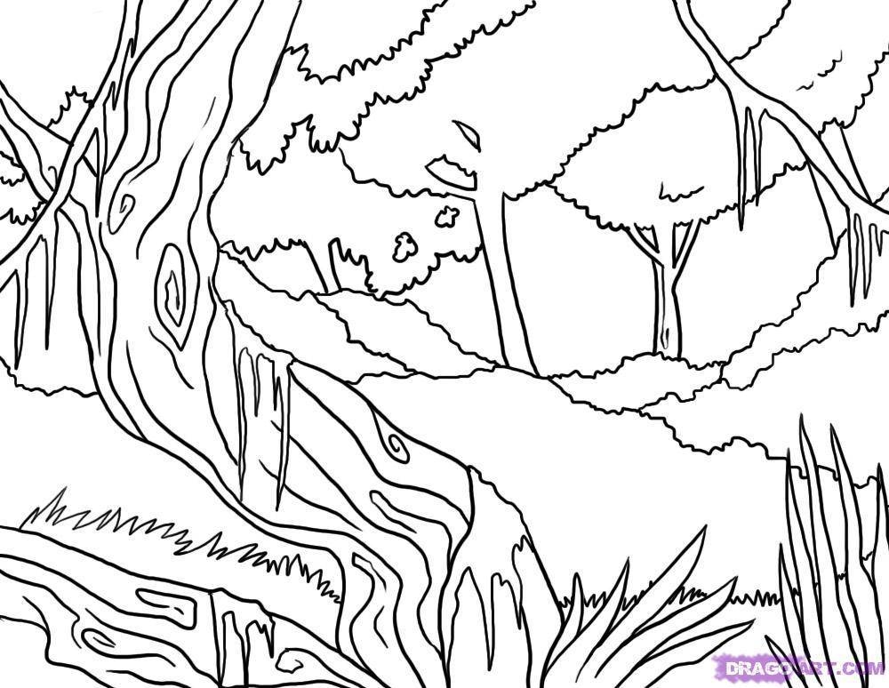 1000x774 Rainforest Scene Coloring Pages Jungle Coloring Pages Background