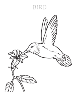 260x300 Bird Coloring Pages Playing Learning