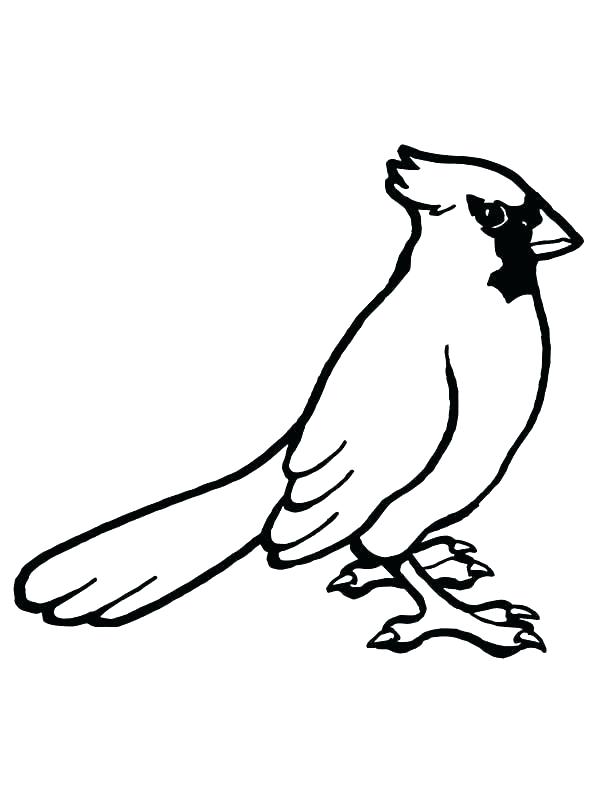 600x800 Cardinal Bird Coloring Page Printable Printable Coloring Cardinal