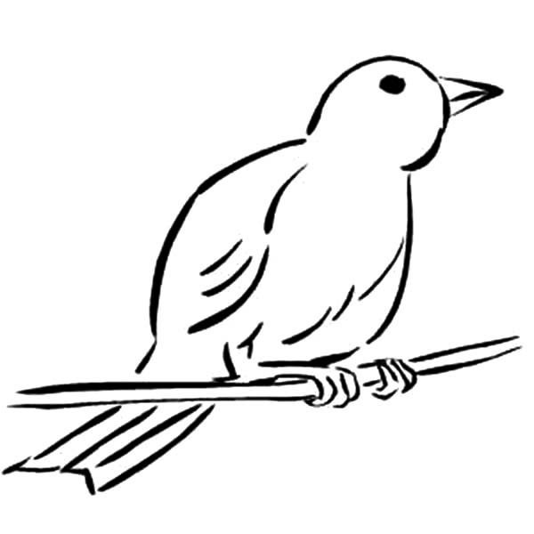 600x600 Female Canary Bird Coloring Pages Best Place To Color